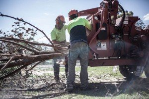 Brisbane tree removal company