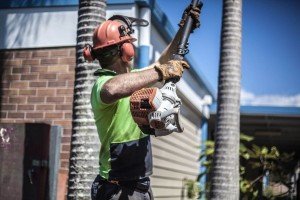 Logan tree maintenance and tree pruning