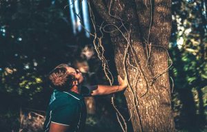 dangerous trees