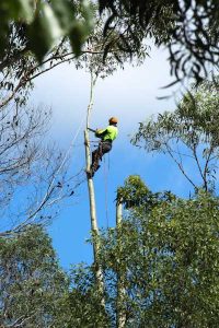 Brisbane safe tree removal