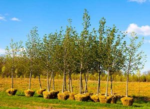 gardener tree planting