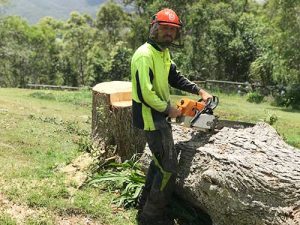 Logan emergency tree work