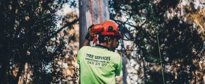 Brisbane tree arborist