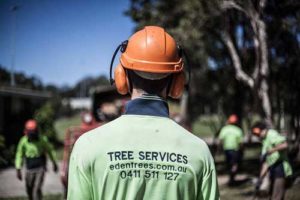 Eden Trees Safe Tree Removal Brisbane