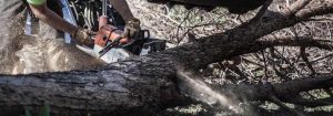 Chainsaw-cutting-tree-for-removal