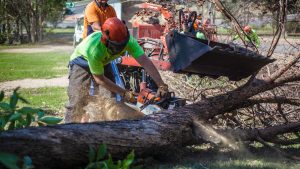 Tree removal Logan Brisbane Gold Coast