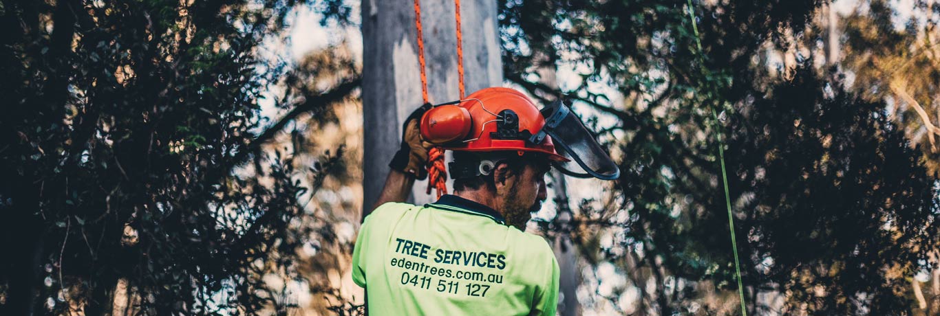 tree-maintenance