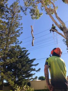 Climbing arborist lowering a tree branch around power lines