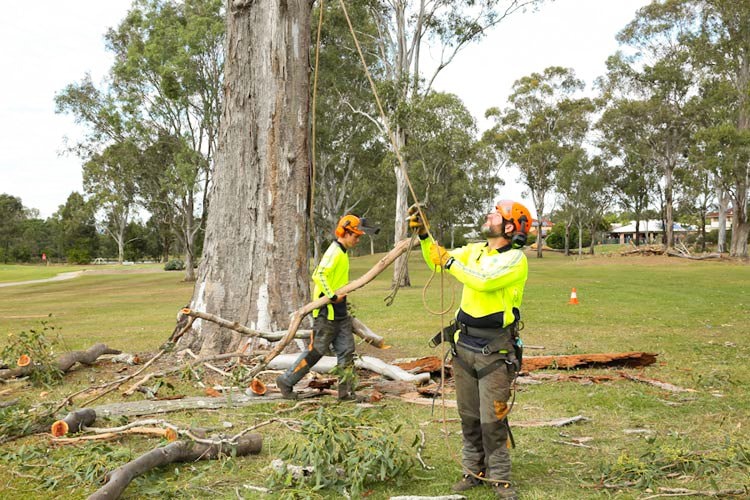 Golf course tree removal near redland city