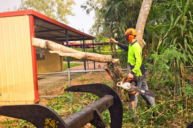 Tree Removal at a public school