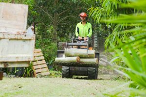 Tree removal Gold Coast Queensland