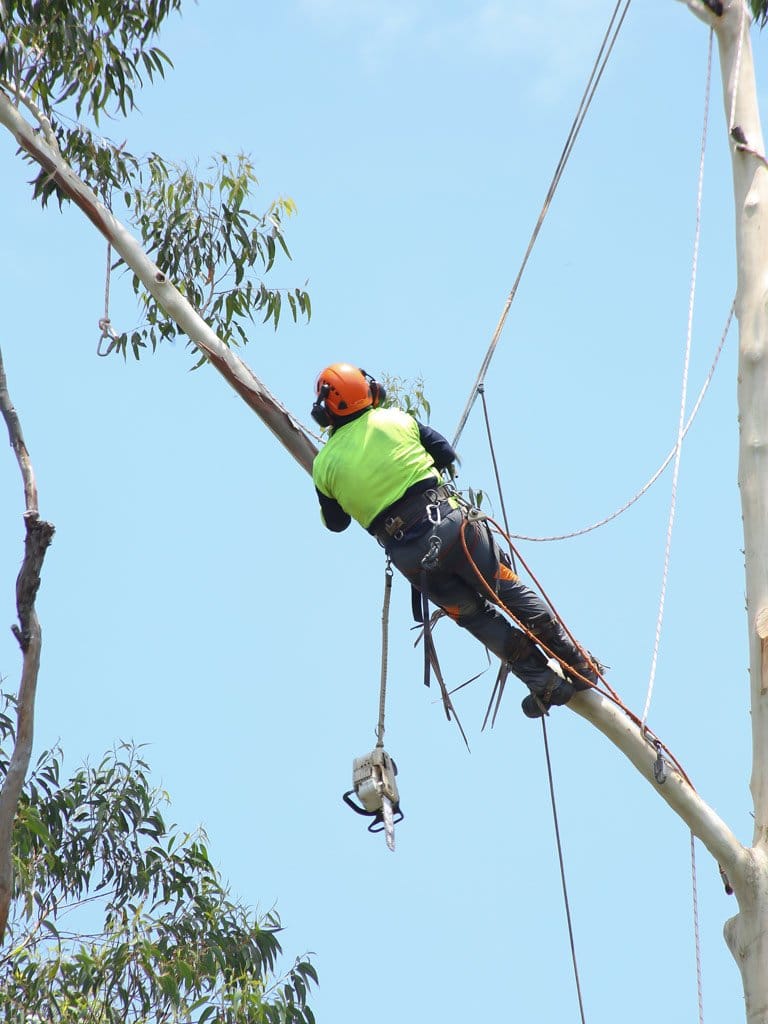 Tree Loppers pruning a tree branch using ropes