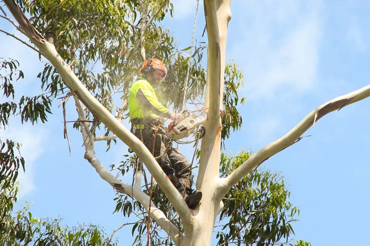 Tree Lopping Arborist on the Gold Coast