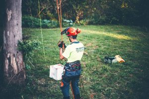 Tree Pruning Brisbane Arborist