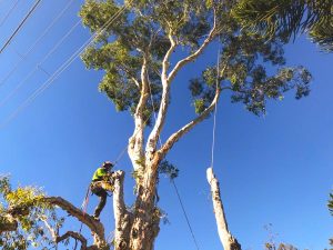 tree branch removal using roping techniques