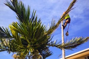 Palm Tree removal in Logan Village