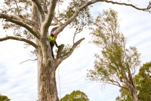 Tree lopping to remove dead branches