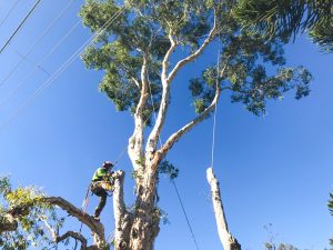 tree removal around powerlines