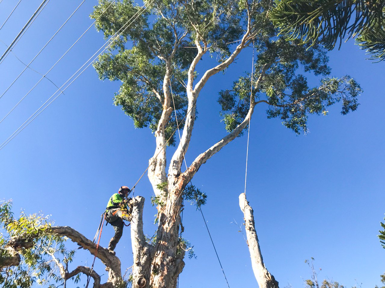 tree removal around powerlines