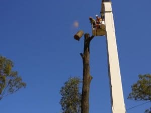 tree removal with cherry picker in heritage park QLD