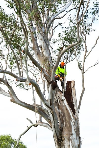 Tree removal company in Edens Landing QLD