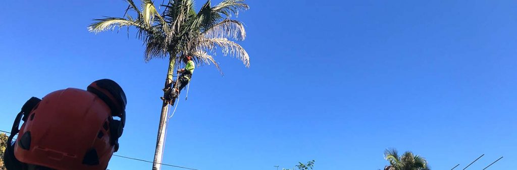 Palm Tree Removal Brisbane & Gold Coast - Arborist - Eden Trees
