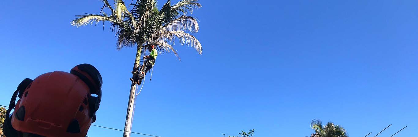 palm-tree-removal-service