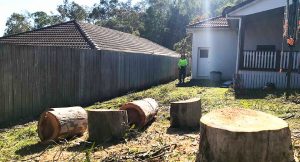 tree removal in Logan Reserve