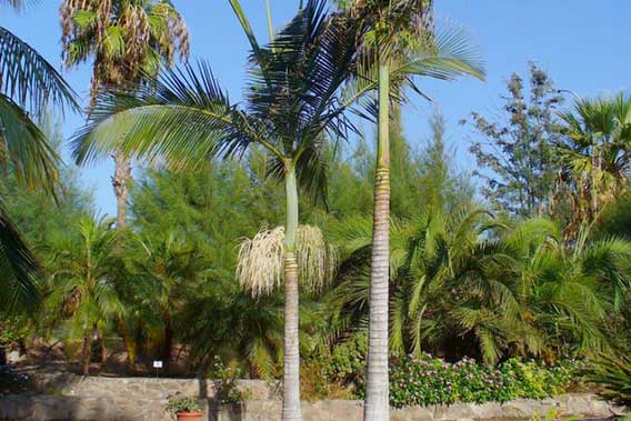 Palm Tree Removal Experts – Eden Trees Arboriculture Services Blog