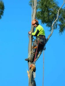 Tree removal ipswich QLD