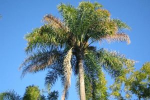 Cocos palm in Logan QLD