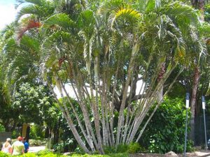 golden cane palm tree service