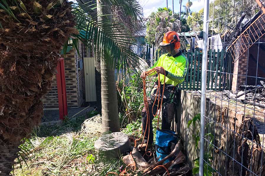 palm tree removal