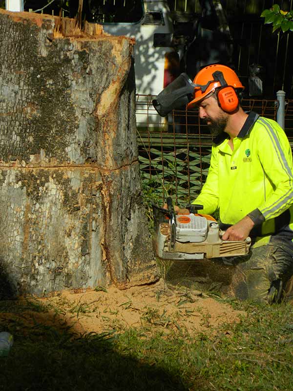 tree trunk removal