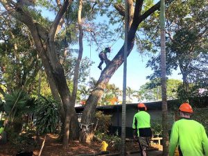 tree removal in Southside Brisbane