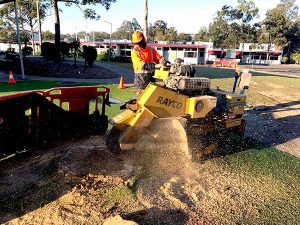 tree stump removal Logan