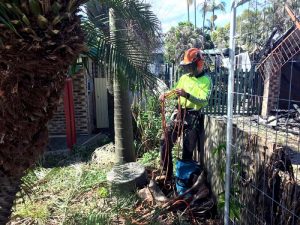 Arborist Sorting Ropes