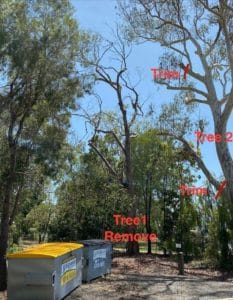 Arborist marking up trees needing trimming