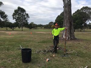 Tree debris clean up