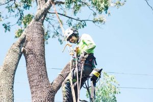 Tree blocked by arborist