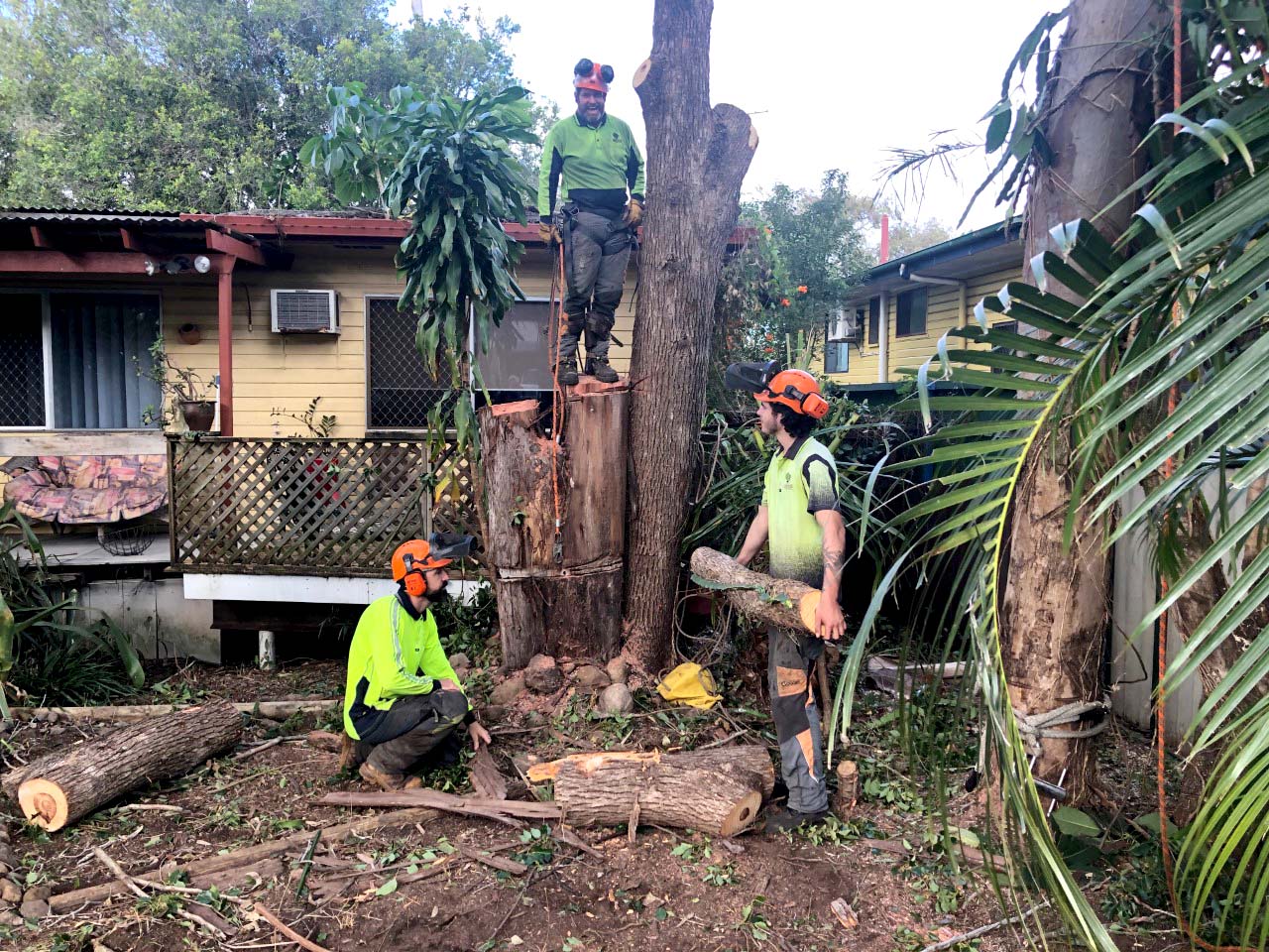 tree removal service Cornubia QLD