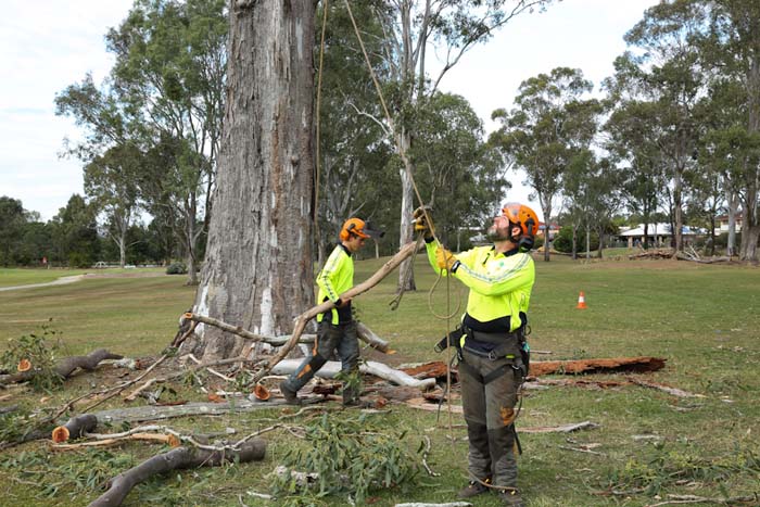 Crestmead QLD Tree Removal