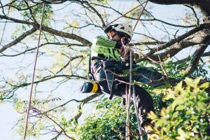 Climbing arborist