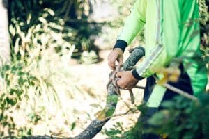 Removal of trees in Buccan QLD