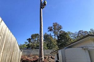 Tree Removal Scenic Rim QLD