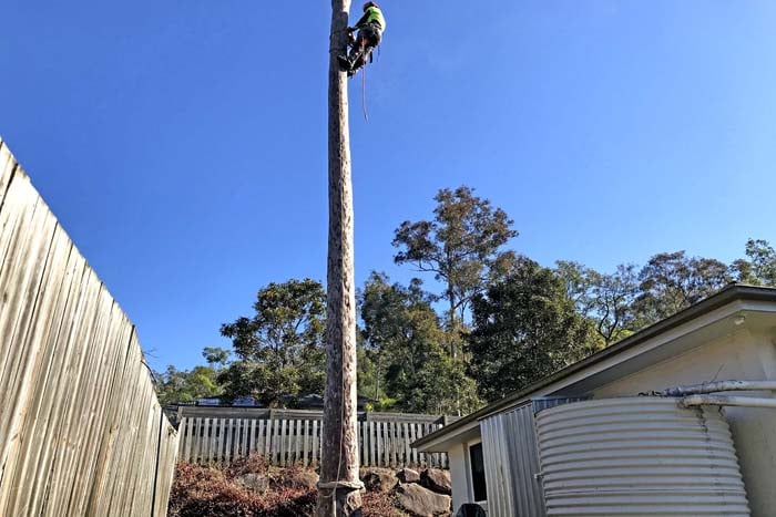 Tree Removal Scenic Rim QLD