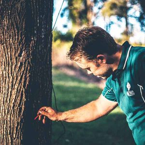 Tree Removal Cost prices Brisbane. Prices can be very expensive depending on many factors