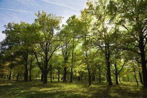 What are trees good for?