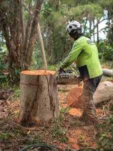 Complete tree removal service near Brisbane QLD