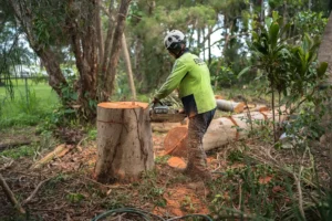 Professional Tree Removal in Southeast Queensland - Eden Trees Arboriculture Services